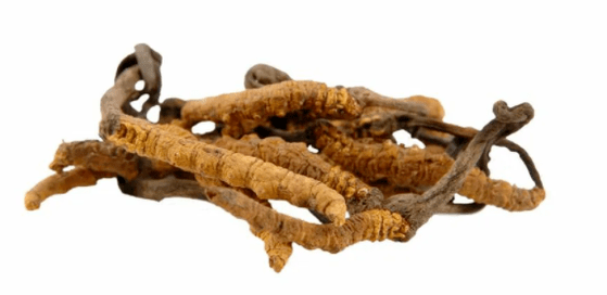 Cordyceps mushroom in Gluconol